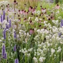 Summer borders, Garden Ideas, Border ideas, Perennial Planting, Perennial combination, Perennial Meadow, Echinacea pallida, Pale purple Conflower, Globe thistle, Echinops Ritro Veitch's Blue, Agastache rugosa