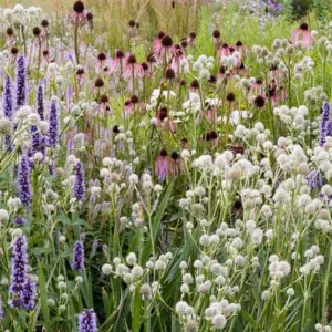 Summer borders, Garden Ideas, Border ideas, Perennial Planting, Perennial combination, Perennial Meadow, Echinacea pallida, Pale purple Conflower, Globe thistle, Echinops Ritro Veitch's Blue, Agastache rugosa