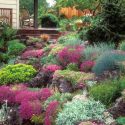 Garden Ideas, Border ideas, Rock Garden ideas, Creeping Phlox, Phlox Subulata, Dianthus, Pinks, Colorado Spruce, Picea pungens, Rock Roses, Rock Cress, Helianthemum, Aubrieta