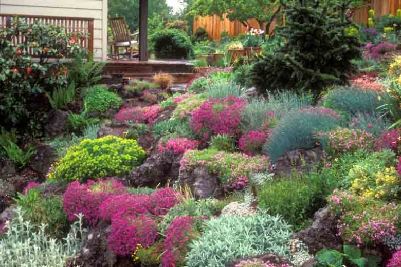 Garden Ideas, Border ideas, Rock Garden ideas, Creeping Phlox, Phlox Subulata, Dianthus, Pinks, Colorado Spruce, Picea pungens, Rock Roses, Rock Cress, Helianthemum, Aubrieta