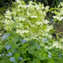 Garden ideas, Border ideas, Plant Combinations, Flowerbeds Ideas, Winter borders, Spring Borders, Corsican Hellebore, Helleborus argutifolius, Brunnera macrophylla, Siberian Bugloss
