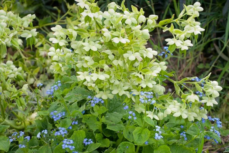 Garden ideas, Border ideas, Plant Combinations, Flowerbeds Ideas, Winter borders, Spring Borders, Corsican Hellebore, Helleborus argutifolius, Brunnera macrophylla, Siberian Bugloss