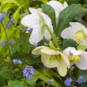 Garden ideas, Border ideas, Plant Combinations, Flowerbeds Ideas, Winter borders, Spring Borders, Christmas Rose, Helleborus niger, Brunnera macrophylla, Siberian Bugloss, Hakone Grass, Hakonechloa Macra 'Aureola'