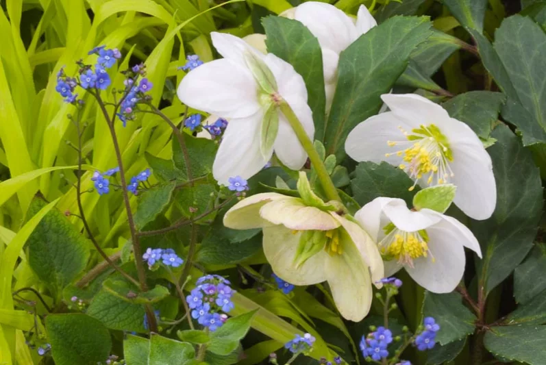 Garden ideas, Border ideas, Plant Combinations, Flowerbeds Ideas, Winter borders, Spring Borders, Christmas Rose, Helleborus niger, Brunnera macrophylla, Siberian Bugloss, Hakone Grass, Hakonechloa Macra 'Aureola'