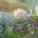 Plant Combinations, Flowerbeds Ideas, Spring Borders, Summer Borders, Allium , Stipa tenuissima, Eryngium bourgatii, Allium Firmament, Hemerocallis Corky, Hemerocallis Golden Chimes