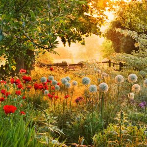 Plant Combinations, Flowerbeds Ideas, Spring Borders, Summer Borders, Allium , Allium Mount Everest, Opiental Poppies, Papaver Orientale, Cornus controversa Variegata
