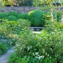 Garden Ideas, Border ideas, Perennial Planting, Perennial combination, Summer Borders, Betula nigra, River Birch, Aquilegia, Columbine, Euphorbia, Iris Siberica, Siberian Iris, Spurge, Astrantia, Masterwort, Cenolophium Denudatum