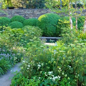 Garden Ideas, Border ideas, Perennial Planting, Perennial combination, Summer Borders, Betula nigra, River Birch, Aquilegia, Columbine, Euphorbia, Iris Siberica, Siberian Iris, Spurge, Astrantia, Masterwort, Cenolophium Denudatum