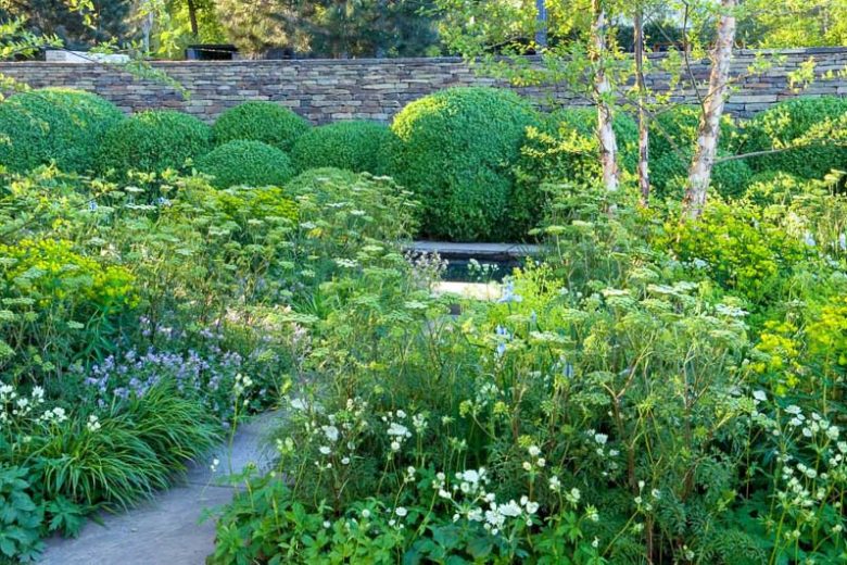 Garden Ideas, Border ideas, Perennial Planting, Perennial combination, Summer Borders, Betula nigra, River Birch, Aquilegia, Columbine, Euphorbia, Iris Siberica, Siberian Iris, Spurge, Astrantia, Masterwort, Cenolophium Denudatum