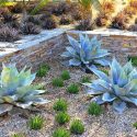 Garden ideas, Mediterranean garden, Desert garden, Water wise garden, Low maintenance garden, Dioon spinulosum, Dyckia Burgundy Ice, agave ovatifolia, Aloe nobilis, Parkinsonia praecox, Cycad, Palo Verde