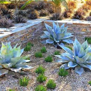 Garden ideas, Mediterranean garden, Desert garden, Water wise garden, Low maintenance garden, Dioon spinulosum, Dyckia Burgundy Ice, agave ovatifolia, Aloe nobilis, Parkinsonia praecox, Cycad, Palo Verde