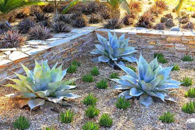 Garden ideas, Mediterranean garden, Desert garden, Water wise garden, Low maintenance garden, Dioon spinulosum, Dyckia Burgundy Ice, agave ovatifolia, Aloe nobilis, Parkinsonia praecox, Cycad, Palo Verde