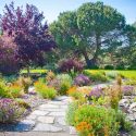 Garden Ideas, Landscaping Ideas, Drought Tolerant plants, Full sun plants, Mediterranean path, Mediterranean garden, Low water garden, Lavender, lavandula, California poppies, juncus, rush, Leptospermum scoparium, tea tree