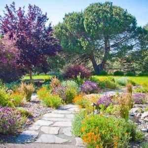 Garden Ideas, Landscaping Ideas, Drought Tolerant plants, Full sun plants, Mediterranean path, Mediterranean garden, Low water garden, Lavender, lavandula, California poppies, juncus, rush, Leptospermum scoparium, tea tree