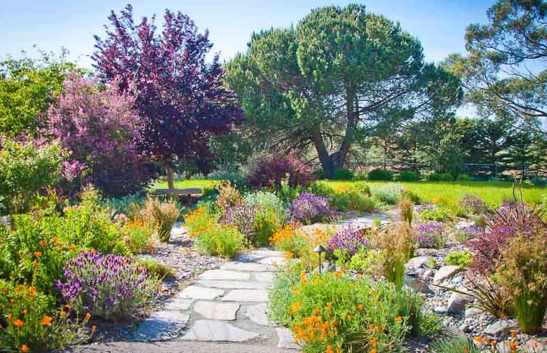 Garden Ideas, Landscaping Ideas, Drought Tolerant plants, Full sun plants, Mediterranean path, Mediterranean garden, Low water garden, Lavender, lavandula, California poppies, juncus, rush, Leptospermum scoparium, tea tree