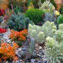 Garden ideas, Mediterranean plants, Water wise garden, Low maintenance garden, Gardens by Gabriel,aeonium sunburst, aloe polyphylla, euphorbia Tasmanian Tiger, Sedum nussbaumerianum,Euphorbia polygona 'snowflake',Aloe maculata, Crassula Campfire