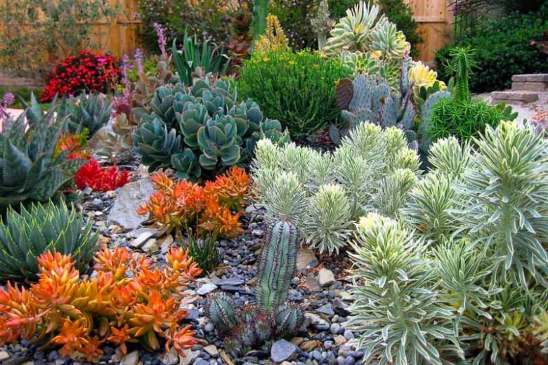 Garden ideas, Mediterranean plants, Water wise garden, Low maintenance garden, Gardens by Gabriel,aeonium sunburst, aloe polyphylla, euphorbia Tasmanian Tiger, Sedum nussbaumerianum,Euphorbia polygona 'snowflake',Aloe maculata, Crassula Campfire