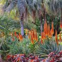 Garden ideas, Mediterranean plants, Water wise garden, Low maintenance garden, aeonium Schwarzkopf , Aloe principis, Aloidendron Hercules, Butia capitata