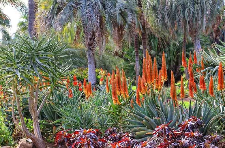Garden ideas, Mediterranean plants, Water wise garden, Low maintenance garden, aeonium Schwarzkopf , Aloe principis, Aloidendron Hercules, Butia capitata