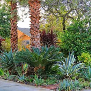 Garden ideas, Mediterranean garden, Water wise garden, agave americana, agave vilmoriana, Aloe marlothii, chitalpa tashkentensis, cordyline australis Red Star, cycas revolutas, punica granatum, washingtonia filifera