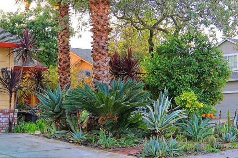 Garden ideas, Mediterranean garden, Water wise garden, agave americana, agave vilmoriana, Aloe marlothii, chitalpa tashkentensis, cordyline australis Red Star, cycas revolutas, punica granatum, washingtonia filifera