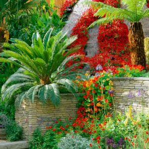 Garden ideas, Mediterranean plants, Water wise garden, Low maintenance garden, Dicksonia antarticsa, Trachycarpusv fortunei, Cycas revoluta, Tropaeolum majus, Agapanthus, Convolvulus cneorum, Eschscholtzia californica, Morning Glory, Ipomoea sloteri