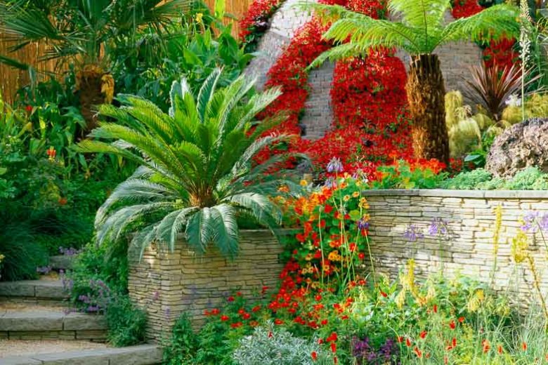 Garden ideas, Mediterranean plants, Water wise garden, Low maintenance garden, Dicksonia antarticsa, Trachycarpusv fortunei, Cycas revoluta, Tropaeolum majus, Agapanthus, Convolvulus cneorum, Eschscholtzia californica, Morning Glory, Ipomoea sloteri