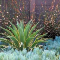 Garden ideas, landscape ideas, Drought Tolerant, Full Sun, Part sun, Mediterranean plants, Water wise garden, Low maintenance garden, Debora Carl Landscape Design,Senecio, agave demestiana Variegata, Elegia, Cape Rush