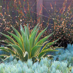Garden ideas, landscape ideas, Drought Tolerant, Full Sun, Part sun, Mediterranean plants, Water wise garden, Low maintenance garden, Debora Carl Landscape Design,Senecio, agave demestiana Variegata, Elegia, Cape Rush