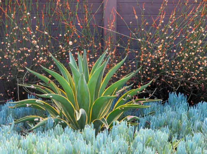 Garden ideas, landscape ideas, Drought Tolerant, Full Sun, Part sun, Mediterranean plants, Water wise garden, Low maintenance garden, Debora Carl Landscape Design,Senecio, agave demestiana Variegata, Elegia, Cape Rush