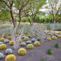 Garden ideas, Mediterranean garden, Water wise Garden, Drought-tolerant Garden, Agave parryi, Echinocactus, Barrel Cactus, Fouquiria splendens,Ocotillo