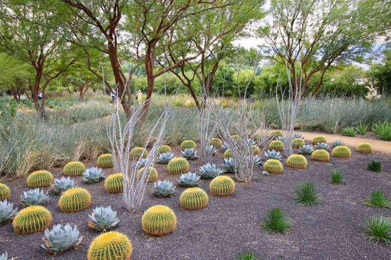 Garden ideas, Mediterranean garden, Water wise Garden, Drought-tolerant Garden, Agave parryi, Echinocactus, Barrel Cactus, Fouquiria splendens,Ocotillo
