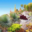 Garden ideas, Mediterranean garden, Water wise Garden, Drought-tolerant Garden, Agave parryi, Echinocactus, Barrel Cactus, Fouquiria splendens,Ocotillo