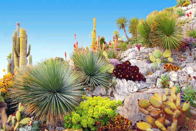 Garden ideas, Mediterranean garden, Water wise Garden, Drought-tolerant Garden, Agave parryi, Echinocactus, Barrel Cactus, Fouquiria splendens,Ocotillo