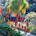 Garden ideas, Mediterranean garden, Desert garden, Water wise garden, Low maintenance garden, Beaucarnea recurvata, Aloe x principis, Crassula arborescens, Aeonium ‘Zwartkop’, Aloe vera, Sedum nussbaumerianum, Echeveria elegans