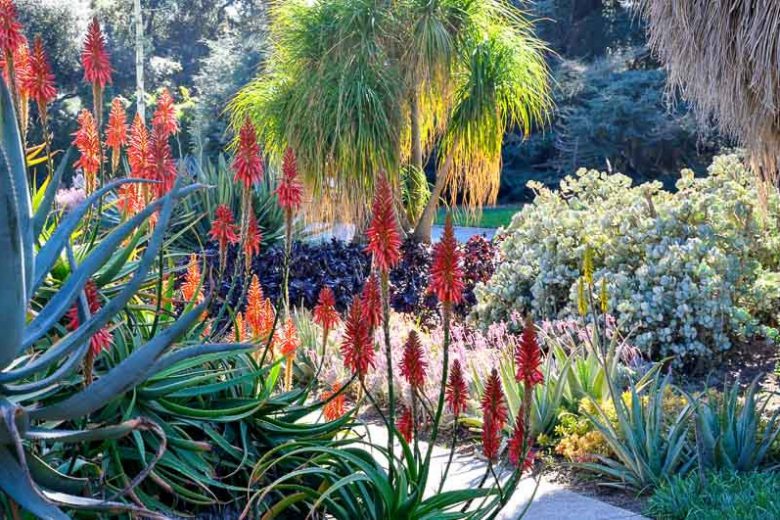 Garden ideas, Mediterranean garden, Desert garden, Water wise garden, Low maintenance garden, Beaucarnea recurvata, Aloe x principis, Crassula arborescens, Aeonium ‘Zwartkop’, Aloe vera, Sedum nussbaumerianum, Echeveria elegans
