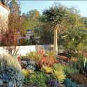 Garden ideas, Mediterranean plants, Water wise garden, Low maintenance garden, Agave desmettiana 'Joe Hoak', Aloe, Yucca ‘Bright star, Agave ovatifolia, Aloe striata