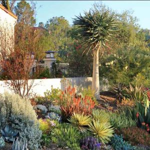 Garden ideas, Mediterranean plants, Water wise garden, Low maintenance garden, Agave desmettiana 'Joe Hoak', Aloe, Yucca ‘Bright star, Agave ovatifolia, Aloe striata