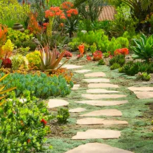Garden Ideas, Landscaping Ideas, succulent garden, Mediterranean garden, drought tolerant plant, Linda Besler, Senecio mandraliscae, Senecio talinodes, Agave attenuata, Aeonium Sunburst,Aeonium ‘Zwarktop', Aloe nobilis, Aloe vera, Euphorbia Sticks on Fire, Crassula ‘Campfire’,Callistemon citrons ‘Little John’?