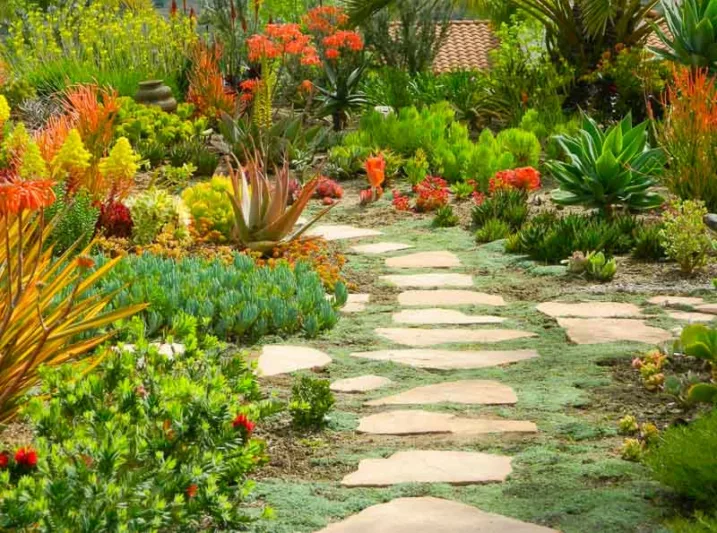 Garden Ideas, Landscaping Ideas, succulent garden, Mediterranean garden, drought tolerant plant, Linda Besler, Senecio mandraliscae, Senecio talinodes, Agave attenuata, Aeonium Sunburst,Aeonium ‘Zwarktop', Aloe nobilis, Aloe vera, Euphorbia Sticks on Fire, Crassula ‘Campfire’,Callistemon citrons ‘Little John’?