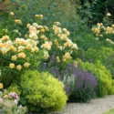 Perennial Combinations, Plant Combinations, Summer Borders, Plant combination ideas, BPerennial combinations, David austin Rose Graham Thomas, Nepeta Six Hills Giant, alchemilla mollis