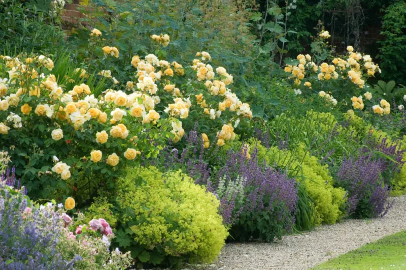 Perennial Combinations, Plant Combinations, Summer Borders, Plant combination ideas, BPerennial combinations, David austin Rose Graham Thomas, Nepeta Six Hills Giant, alchemilla mollis