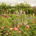 Plant Combinations, Flowerbeds Ideas, Spring Borders, Summer Borders, English Roses,Papaver somniferum, Opium Poppies, Digitalis purpurea, Foxgloves, Geranium Orion, Blue Geranium
