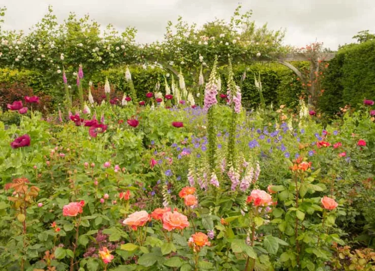Plant Combinations, Flowerbeds Ideas, Spring Borders, Summer Borders, English Roses,Papaver somniferum, Opium Poppies, Digitalis purpurea, Foxgloves, Geranium Orion, Blue Geranium