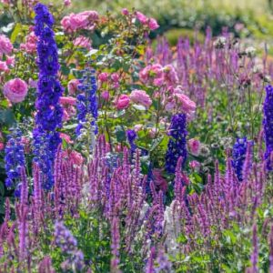 Plant Combinations, Flowerbeds Ideas, Spring Borders, Summer Borders, English Roses, Rose Gertrude Jekyll, Blue Delphinium, Delphinium Black Night, Delphinium Faust, Salvia Amethyst, Salvia nemorosa