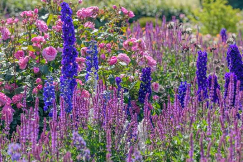Plant Combinations, Flowerbeds Ideas, Spring Borders, Summer Borders, English Roses, Rose Gertrude Jekyll, Blue Delphinium, Delphinium Black Night, Delphinium Faust, Salvia Amethyst, Salvia nemorosa