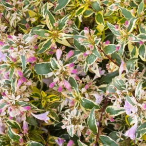 Abelia x grandiflora 'Hopleys', Glossy Abelia 'Hopleys', Abelia 'Miss Lemon', Abelia 'Lemon Zest', semi-evergreen Shrub, Evergreen shrub, Fragrant Shrub, Pink Flowers, White Flowers,