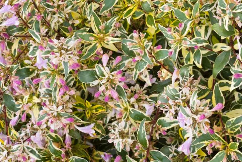 Abelia x grandiflora 'Hopleys', Glossy Abelia 'Hopleys', Abelia 'Miss Lemon', Abelia 'Lemon Zest', semi-evergreen Shrub, Evergreen shrub, Fragrant Shrub, Pink Flowers, White Flowers,