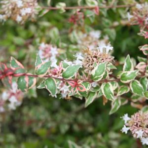 Abelia  grandiflora Mardi Gras, Glossy Abelia Mardi Gras, semi-evergreen Shrub, Evergreen shrub, Fragrant Shrub, Pink Flowers, White Flowers, Variegated foliage shrub