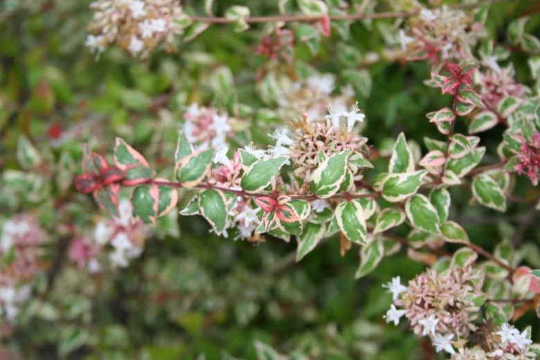 Abelia  grandiflora Mardi Gras, Glossy Abelia Mardi Gras, semi-evergreen Shrub, Evergreen shrub, Fragrant Shrub, Pink Flowers, White Flowers, Variegated foliage shrub